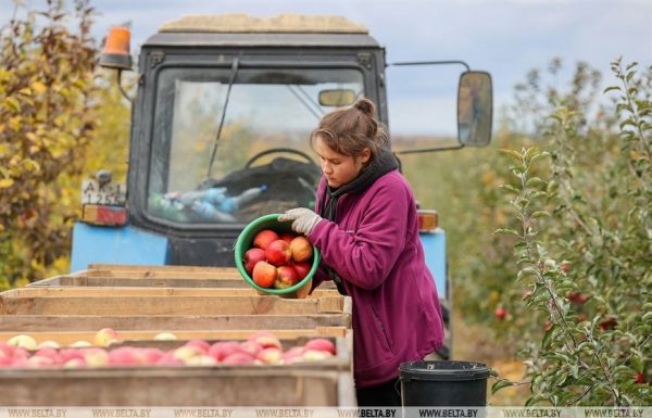 Беларусь вошла в число стран с самыми низкими ценами на яблоки – рейтинг