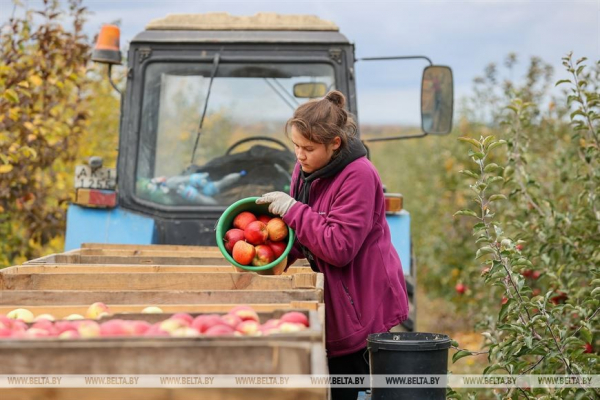 Беларусь вошла в число стран с самыми низкими ценами на яблоки – рейтинг
